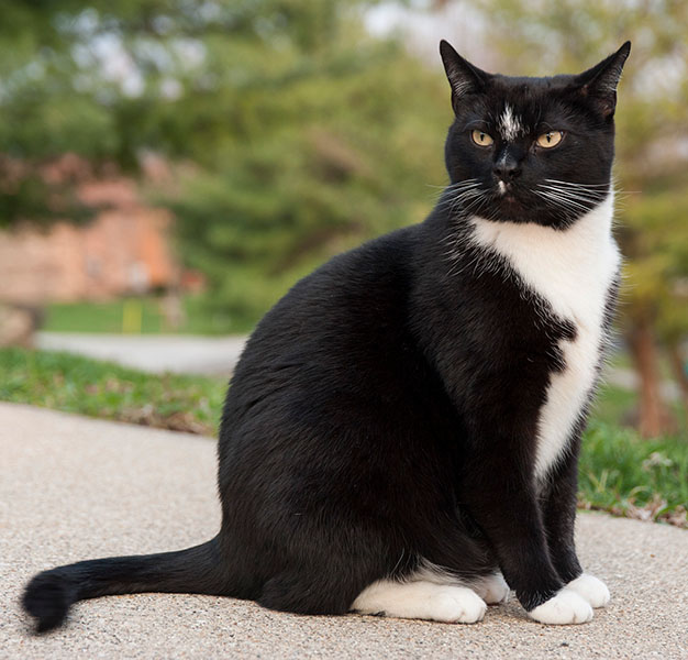 Gato de esmoquin con pelaje negro y panza blanca.