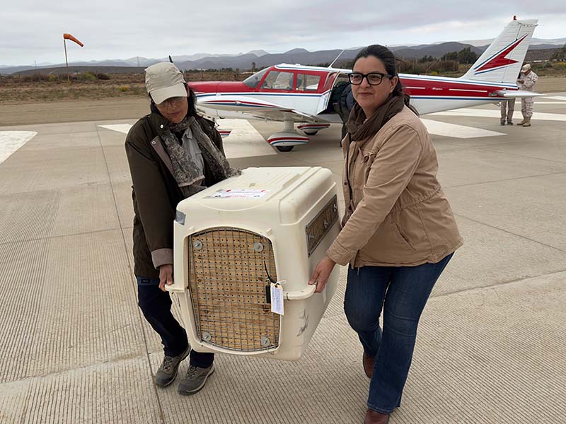 Dos mujeres cargan una jaula blanca. Al fondo se observa una avioneta.