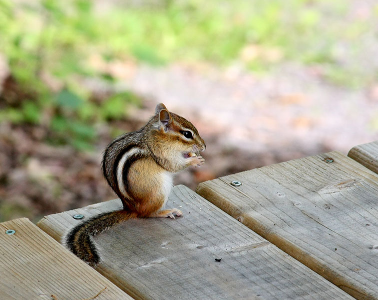 Foto de una ardilla