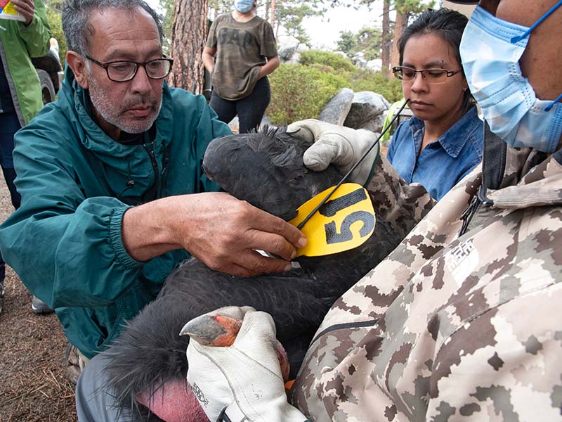 Un hombre coloca en un cóndor un sensor con un letrero amarillo y el número 51 en negro. Alrededor hay otras personas.