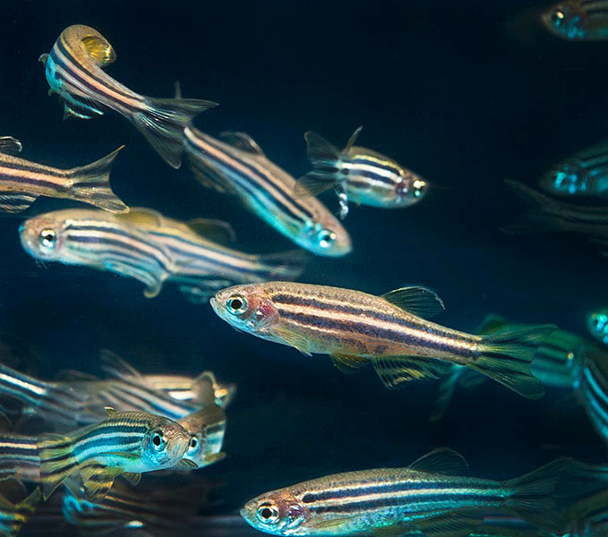 Un cardumen de peces cebra rayados.