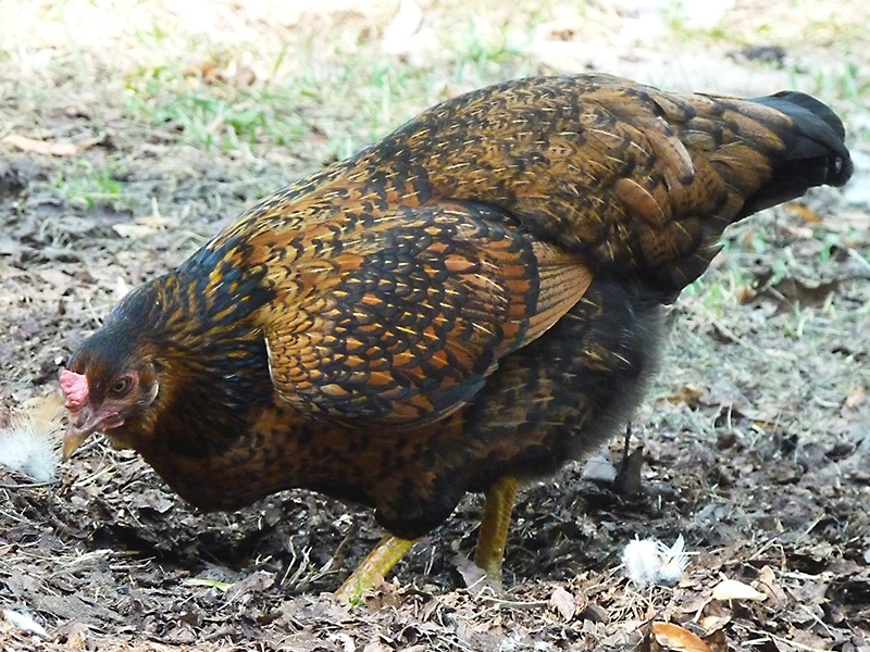 Una gallina tiene rasgos estampados en negro y marrón.