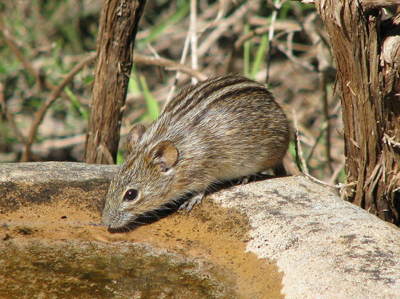 Un ratón tiene rayas en el lomo.