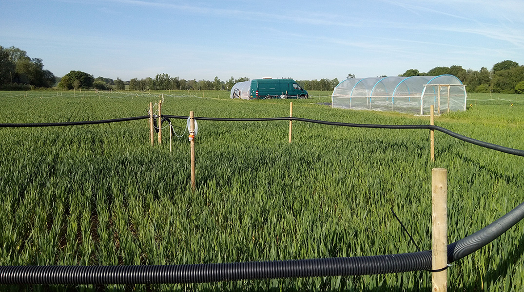 La foto muestra un montaje de un experimento en un campo verde. Hay un anillo de tuberías negras elevadas por encima del suelo sujetas a postes de una valla. Las plantas se colocarán dentro de este anillo y los contaminantes se liberarán por el anillo negro de tuberías. Al fondo se ven invernaderos.