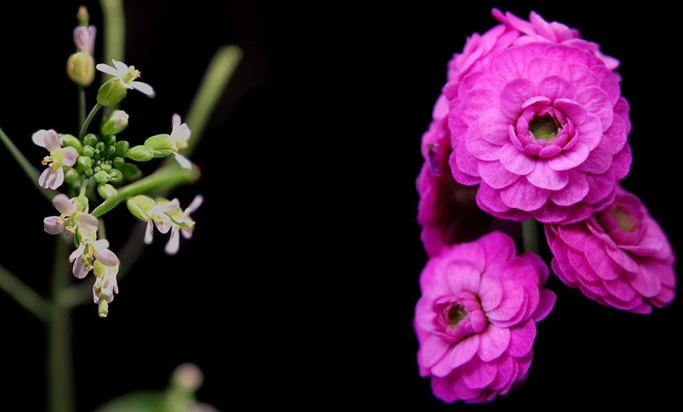 Arabidopsis transformada Foto de flores de Arabidopsis, cada una con cuatro pequeños pétalos blancos junto a Arabidopsis con grandes flores de múltiples verticilos de pétalos rosados.