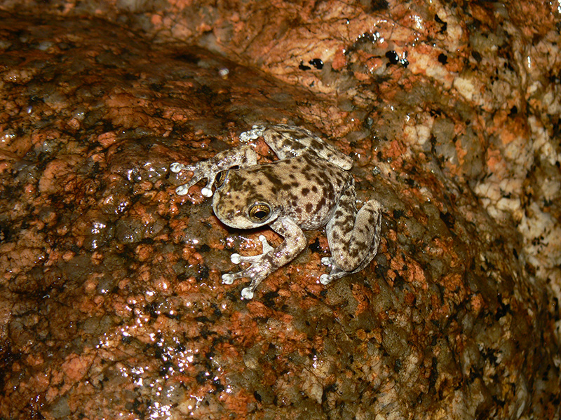 Una rana con manchas marrones descansa sobre una roca marrón y húmeda.