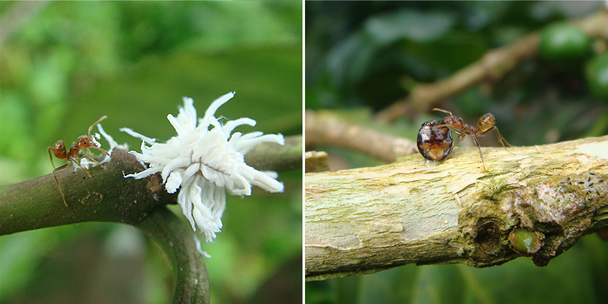 Dos fotos, una hormiga cerca de una larva de escarabajo blanco y peluda y una hormiga con un escarabajo brillante.