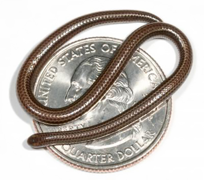 Una pequeña serpiente Se muestra una serpiente diminuta sobre una moneda de 25 centavos de EE.UU.