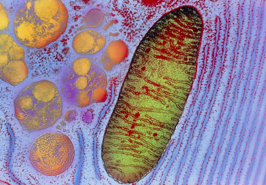 Imagen de una mitocondria.