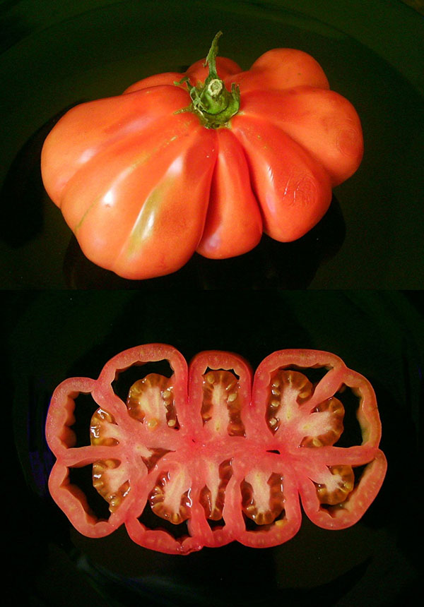Células madre descontroladas Un tomate beefsteak grande, grueso y retorcido mostrado en una vista superior y en sección transversal.