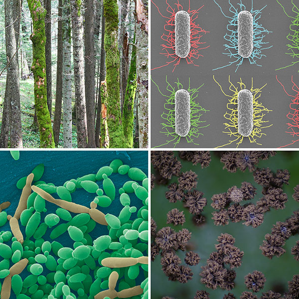 Ingredientes inspirados en la biología Cuatro imágenes: árboles; E. coli, Aspergillus y levadura.