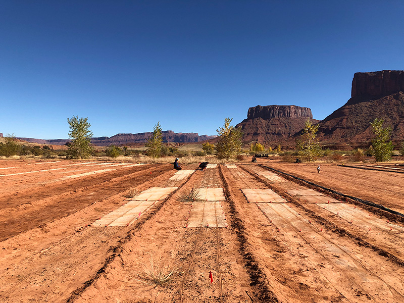 La foto muestra las parcelas de estudio marcadas en el suelo rojo del desierto.