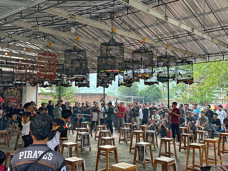 Concurso de canto Varios hombres reunidos en un patio bajo unas jaulas colgantes con pájaros cantores.
