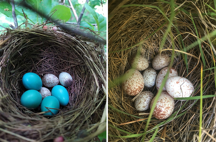 Dos nidos de pájaros, uno con huevos azules y moteados de blanco y otro con huevos moteados de blanco de dos tamaños diferentes.