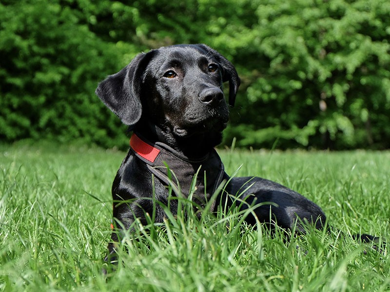 Un perro negro descansa en un campo.