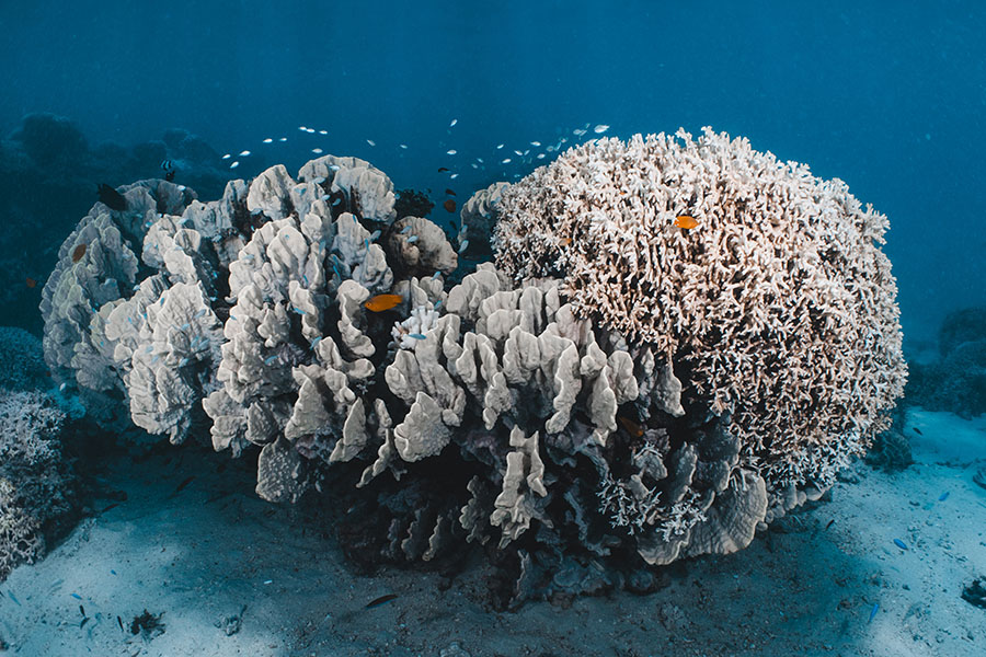 La foto submarina muestra varios tipos de corales de gran tamaño blanqueados en el fondo marino.