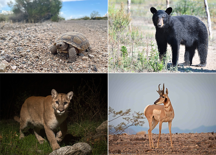 Conjunto de cuatro fotos de animales. En el sentido del reloj, empezando arriba a la izquierda se observa un oso negro, un berrendo sonorense, un puma y una tortuga del desierto.