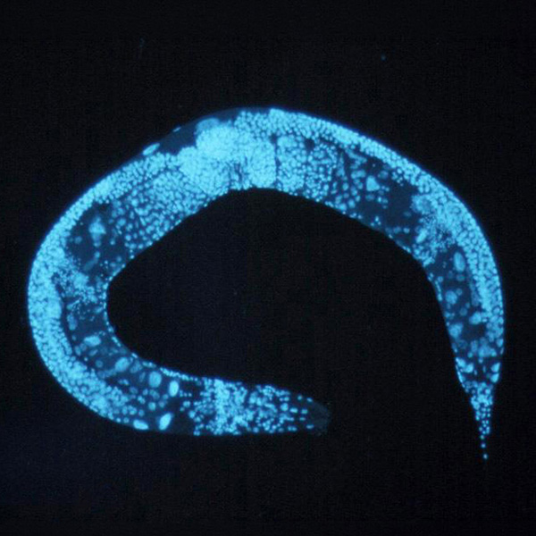 Imagen microscópica de C. elegans