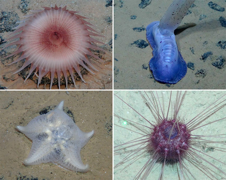 Fotografía de cuatro criaturas del fondo marino de la zona Clarion-Clipperton.