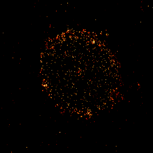 Una célula cubierta de pequeños puntos naranjas brillantes.