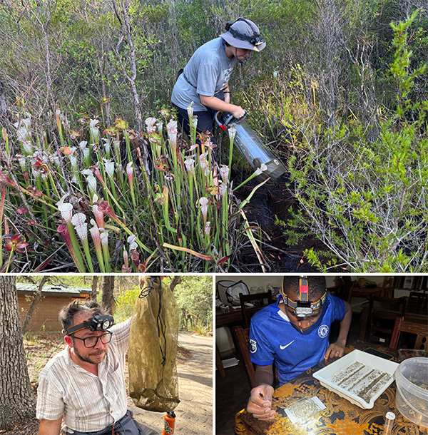 Científicos recogiendo ADNi Investigador sosteniendo una aspiradora en un pantano; investigador inspecciona un tubo con malla lleno de insectos; investigadores en un escritorio clasifican insectos con pinzas.