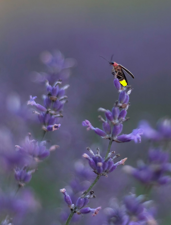 Una luciérnaga posada en una flor brilla en Amarillo.