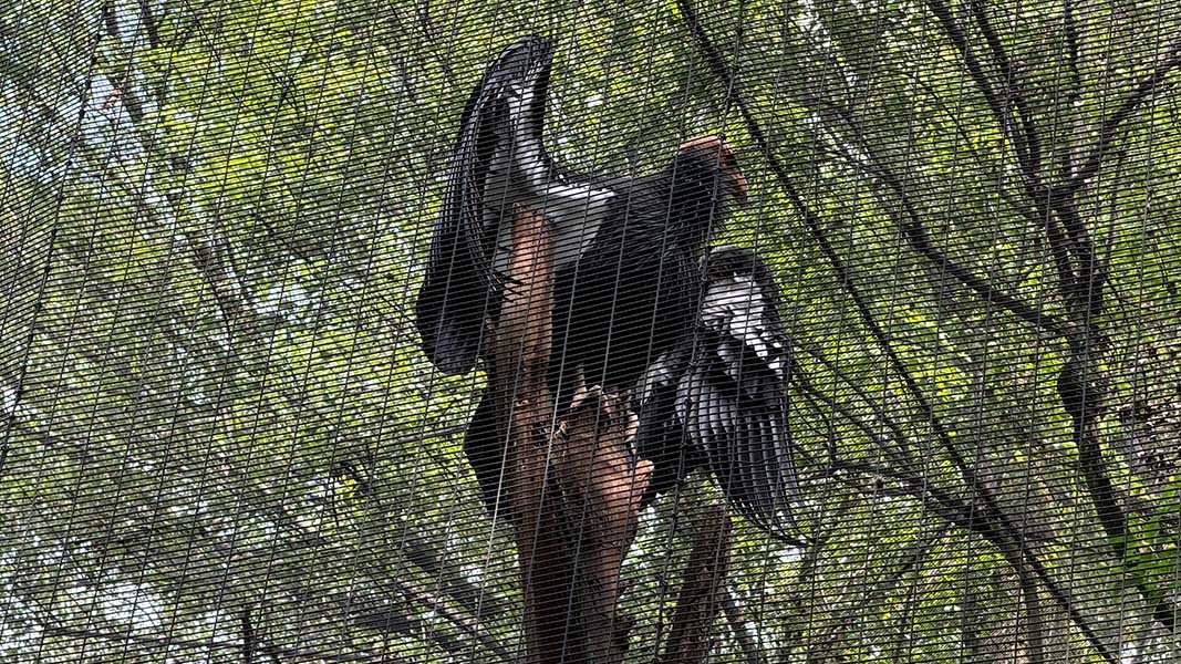 Un cóndor tras la malla de un aviario.