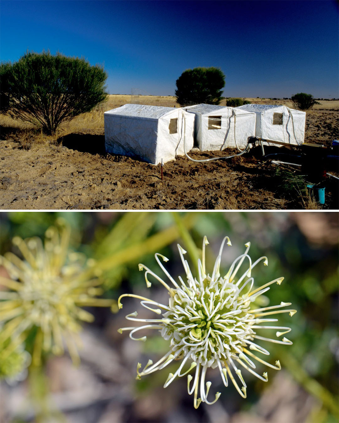 wGrevillea de Corrigin redescubierta Dos fotografías. La foto superior muestra tres tiendas de campaña de las que salen tubos, situadas en un paisaje disperso. La foto inferior muestra una delicada flor blanca.