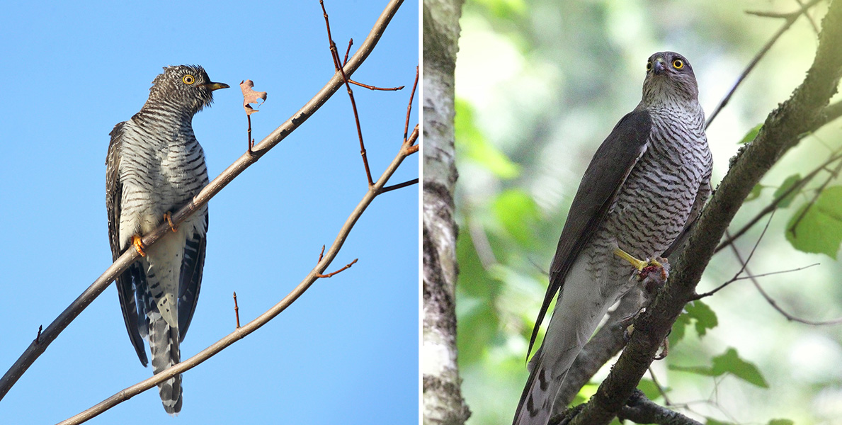 Dos fotos, una al lado de la otra, muestran dos pájaros que parecen pequeños halcones.