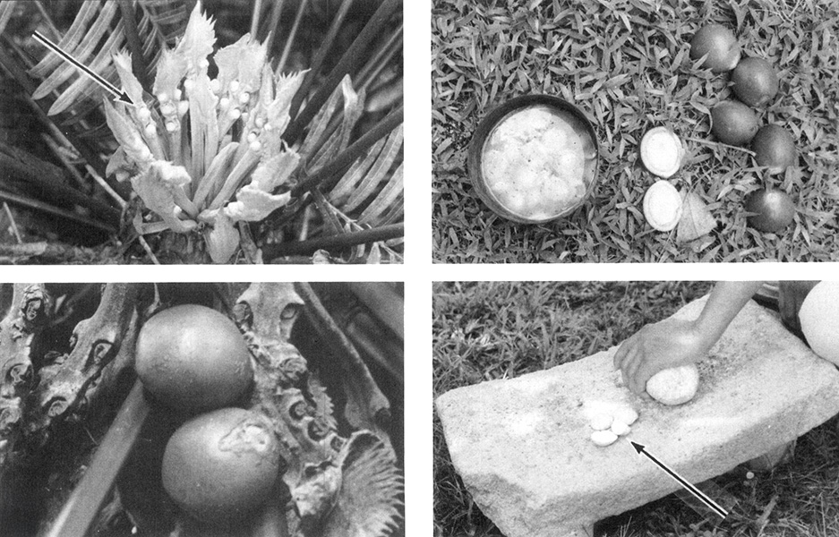 Cuatro fotos que muestran semillas de cícadas y cómo se procesan para la alimentación.