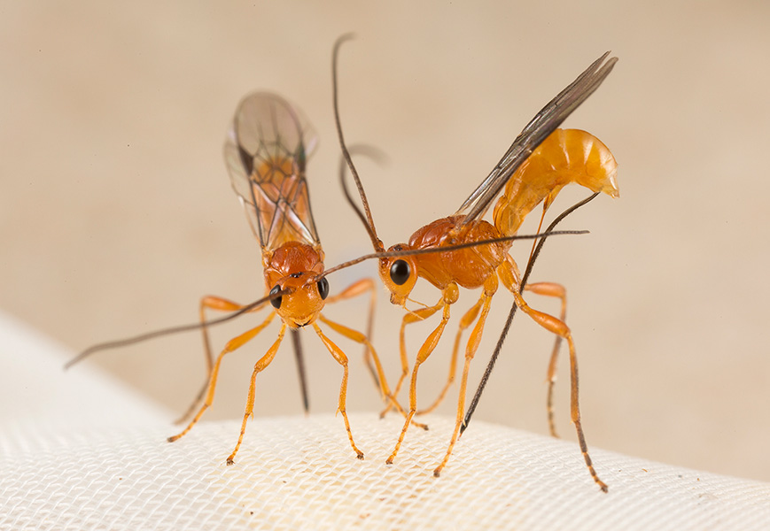 Fotografía de dos avispas parasitoides de color amarillo y naranja situadas una al lado de la otra y clavando sus aguijones a través de una tela de malla blanca.