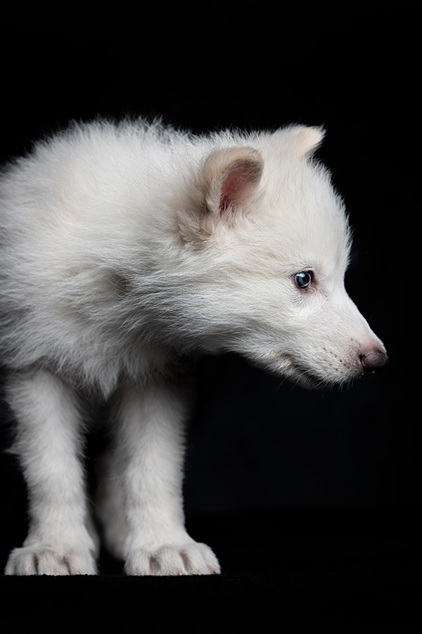 ¿Lobo gigante? Una foto muestra un cachorro de lobo blanco.