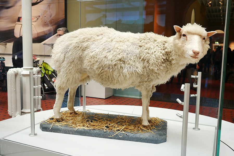 Una taxidermia de la oveja Dolly en el Museo Nacional de Escocia.