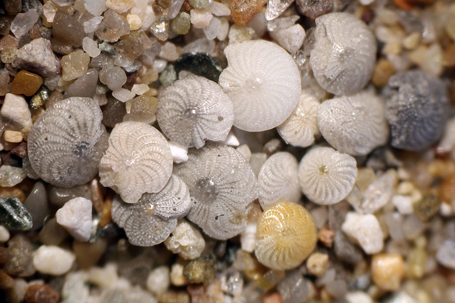 Conchas ornamentadas de diminutos organismos marinos llamados foraminíferos.