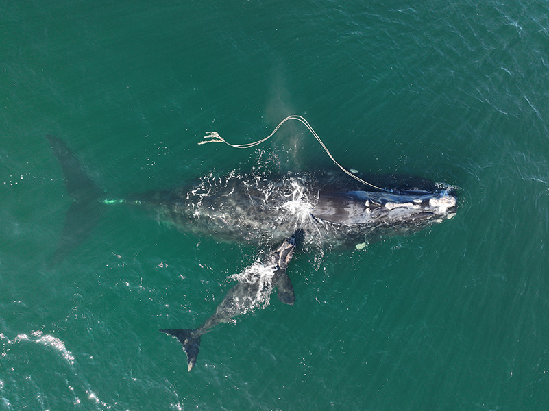 Vista aérea de una ballena y su cría nadando, con una larga cuerda de pesca que sale de su cabeza.