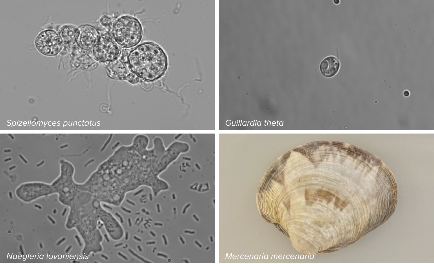 Cuatro fotos dispuestas en un cuadrante muestran tres organismos microscópicos y una almeja.
