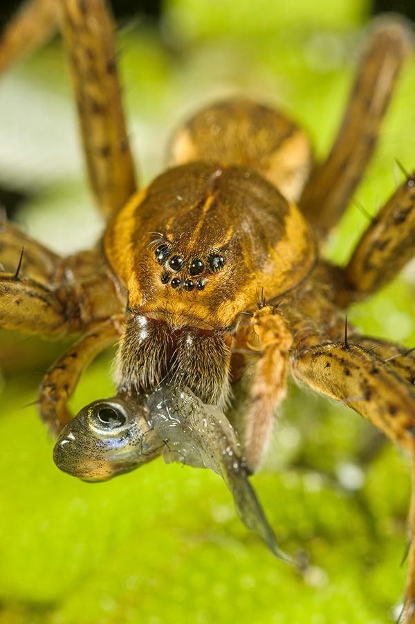 Una araña se come un pececillo.