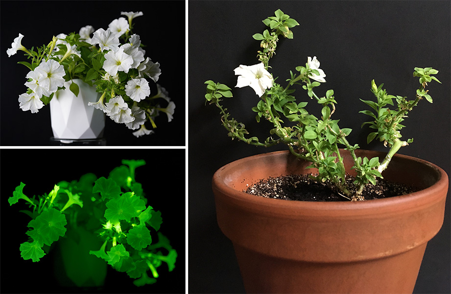 Una sola petunia Firefly en la oscuridad y a la luz y la petunia desaliñada de la autora.