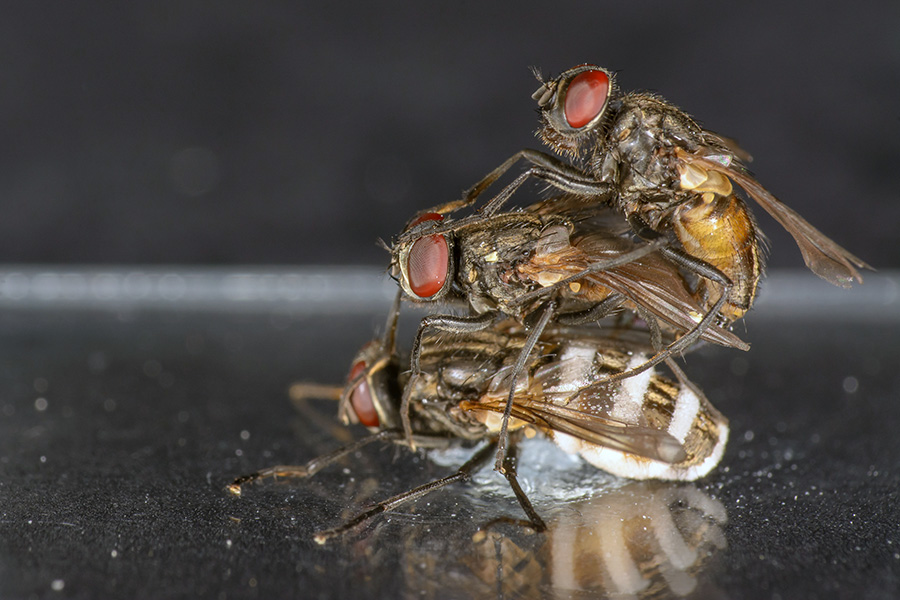 La imagen muestra una mosca hembra muerta infectada por E. muscae. Sobre ella, dos moscas macho intentan aparearse, una encima de la otra.