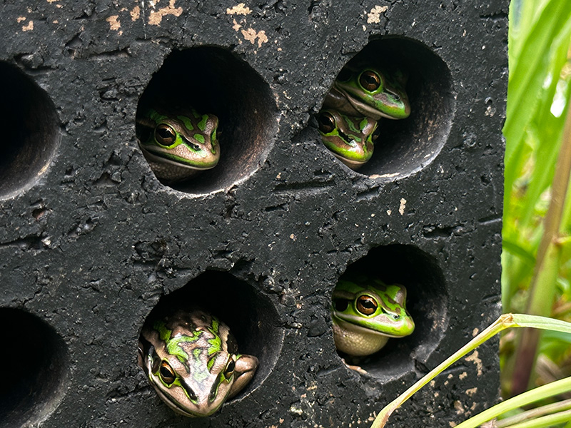 Varias ranas asoman por los agujeros de un bloque de concreto.