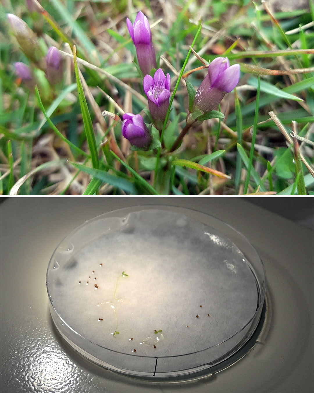 Pruebas de germinación Dos imágenes. La imagen superior es una planta con flores moradas. La imagen inferior es una placa de Petri con semillas.