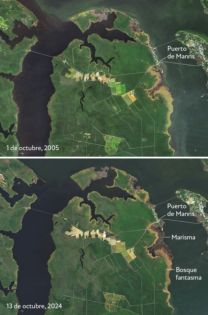 Península de Albemarle-Pamlico Una mancha costera de bosque muerto, visible en dos imágenes de satélite, se ha expandido hacia el interior entre 2005 y 2024.