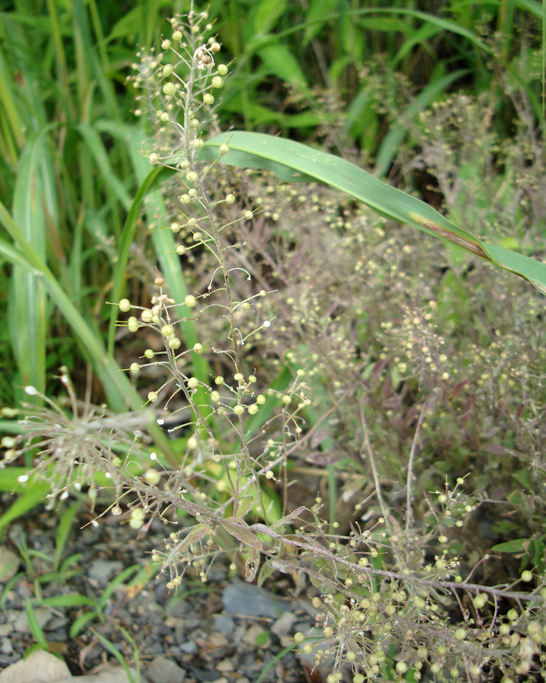 Physaria globosa Fotografía de una planta con muchas vainas redondas.