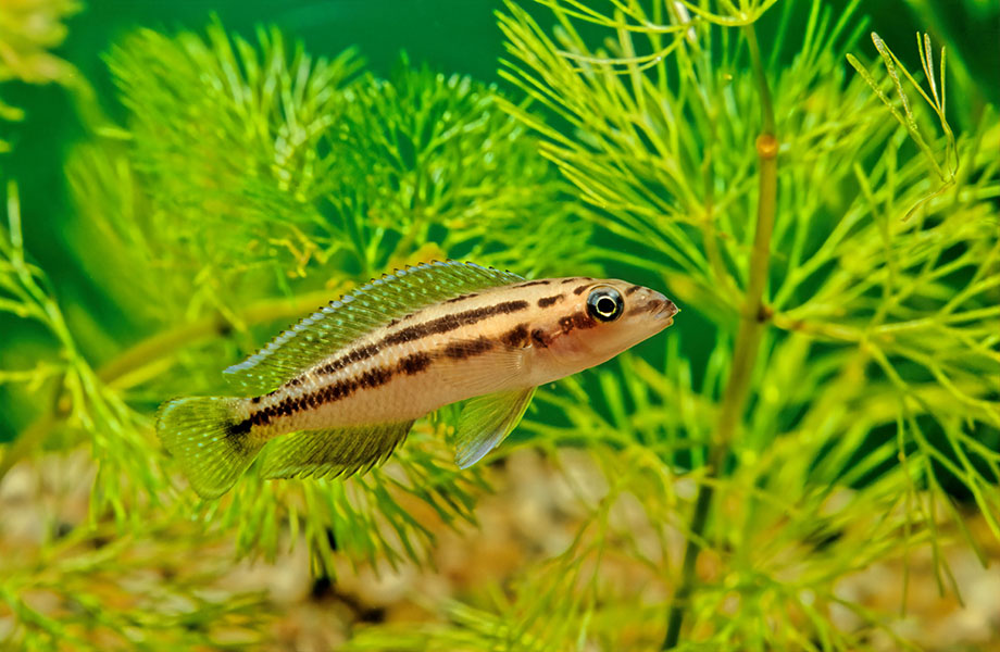 Un pequeño pez rayado nada entre las plantas de un acuario.