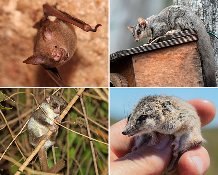 Fotos de cuatro animales adorables.