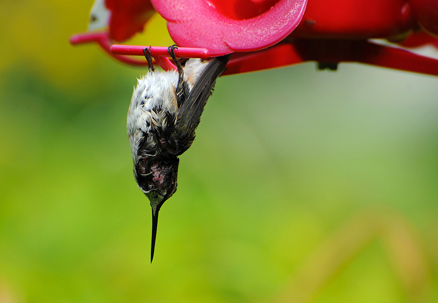 Un colibrí cuelga boca abajo de un comedero.