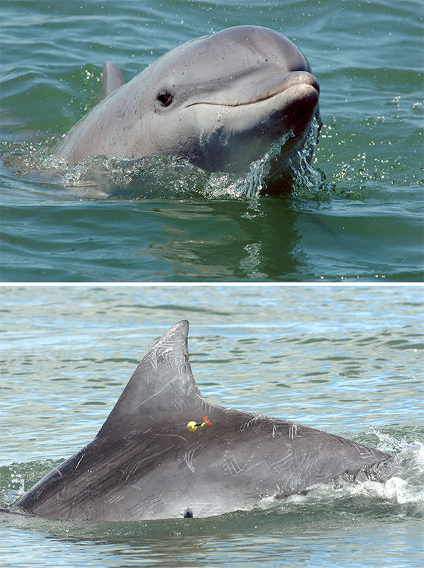 Dos fotografías de delfines nariz de botella del Atlántico Sur. En una imagen, el delfín tiene la cabeza fuera del agua. En la otra, se le está realizando una biopsia con dardo.