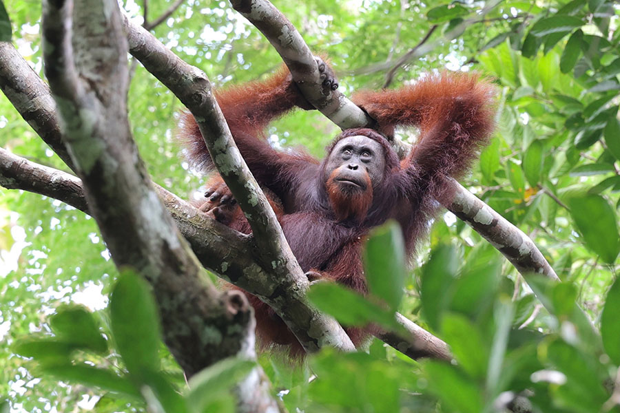 Foto de un orangután en un árbol.