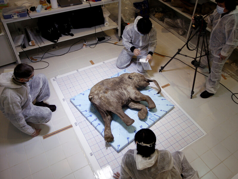 : La foto muestra el cuerpo conservado de la cría de mamut antiguo (Mammuthus primigenius) Lyuba. Científicos de la Facultad de Medicina de la Universidad Jikei de Japón, estudiando a Lyuba, enero de 2008. Lyuba murió hace 41.800 años a la edad de 30 a 35 días.