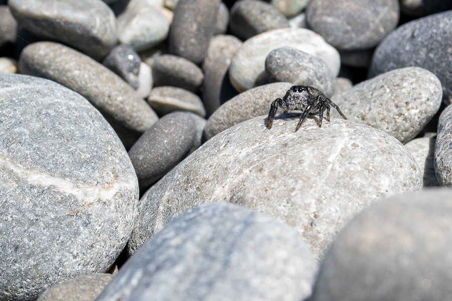 Una araña en cuclillas sobre unos cantos rodados.